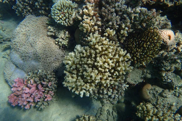 Arrecife Coral Del Mar Rojo Makadi Bay Egipto —  Fotos de Stock