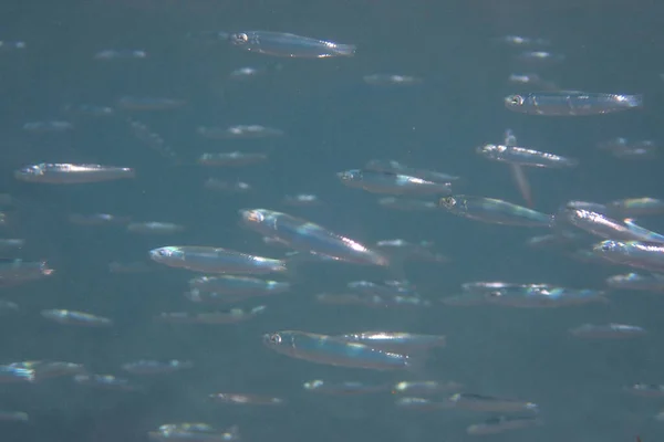 Мелкие Рыбы Красном Море Молочные Рыбы — стоковое фото