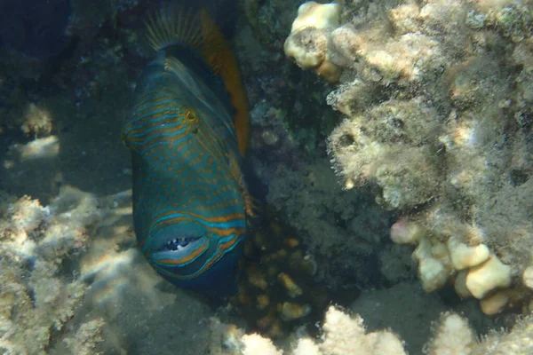 Pesci Balestra All Orangelina Balistapus Undulatus Nel Mare Rosso — Foto Stock