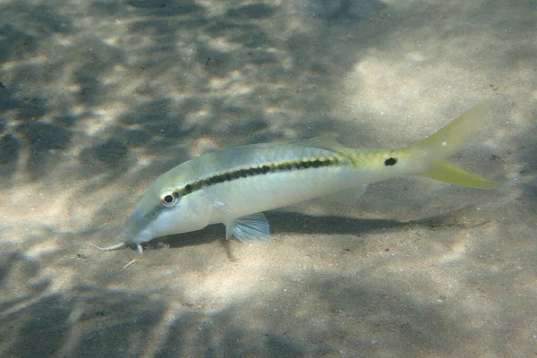 Parupeneus Forsskali Ψάρια Από Την Ερυθρά Θάλασσα — Φωτογραφία Αρχείου