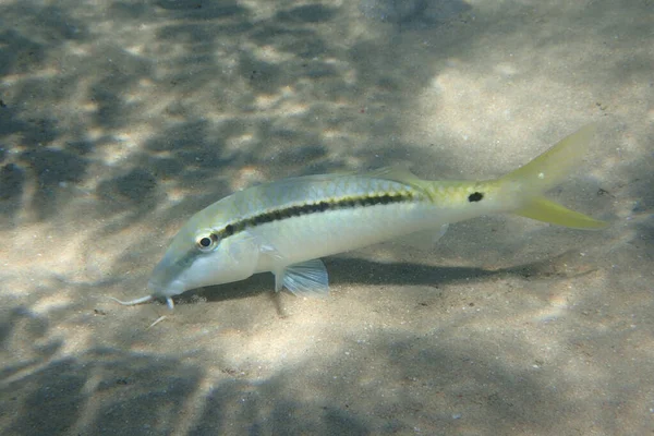 Parupeneus Kızıl Deniz Den Gelen Balığı Terk Etti — Stok fotoğraf