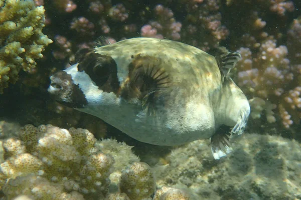 Puffer Mascherato Arothron Diadematus Fish Dal Mar Rosso — Foto Stock