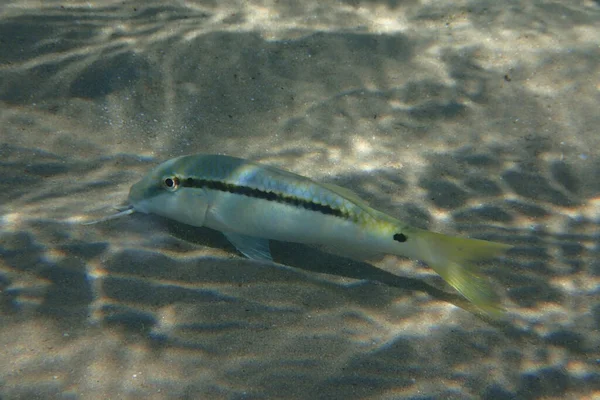 紅海のパルペネウス ノススカリの魚 — ストック写真