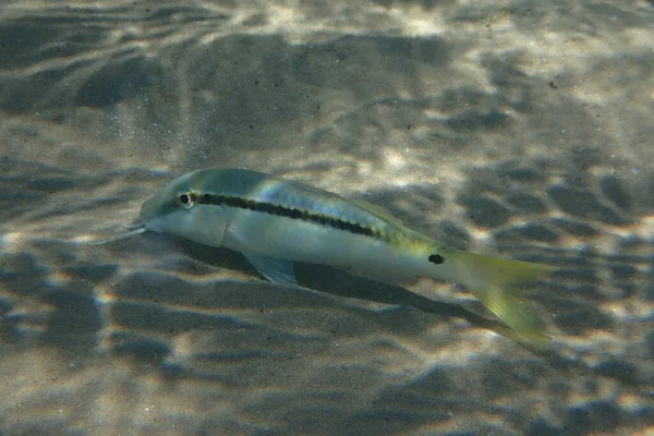 Parupeneus Forsskali Pescado Del Mar Rojo — Foto de Stock