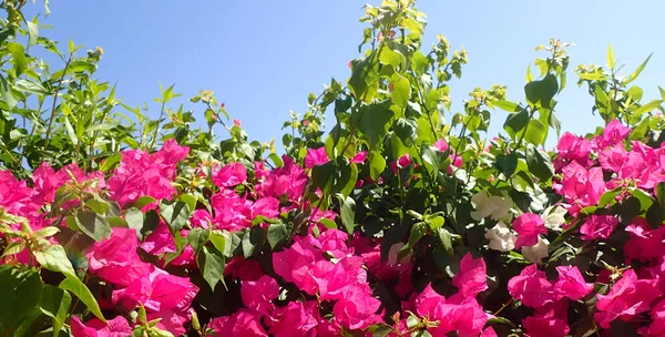 Güzel Arkaplan Çiçekleri Olan Boungainvillea Bitkisi — Stok fotoğraf