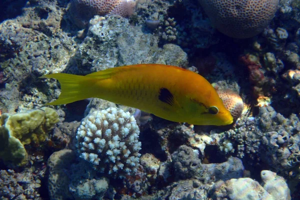 Några Gula Korallfiskar Från Röda Havet — Stockfoto