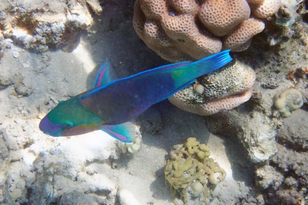 Papageienfisch Aus Ägypten Als Schönes Rotes Meerestier — Stockfoto