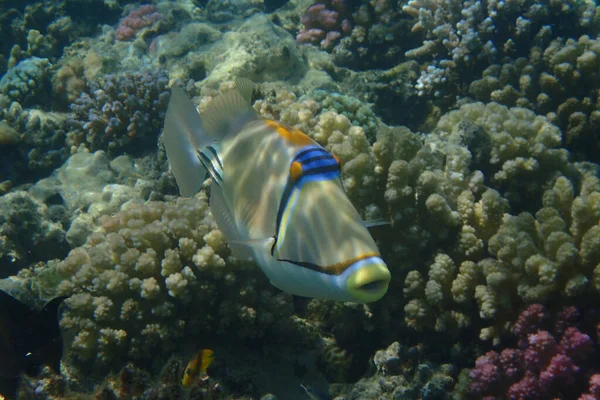 Picasso Triggerfish Nel Mare Rosso Egitto — Foto Stock