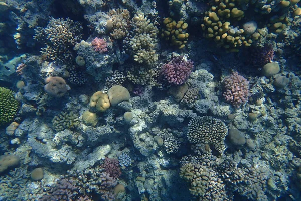 エジプトのマカディ湾にある紅海のサンゴ礁 — ストック写真