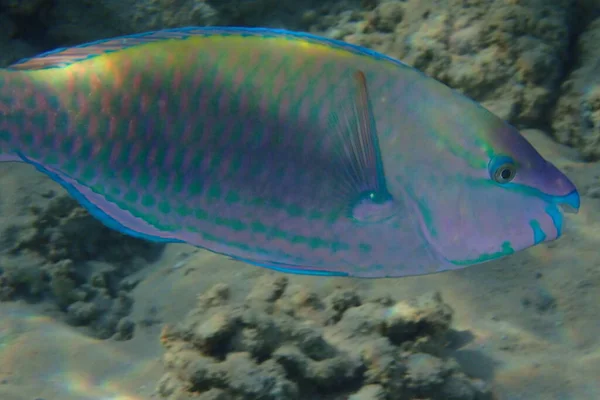 Ikan Kakaktua Dari Mesir Sebagai Hewan Laut Merah Yang Bagus — Stok Foto