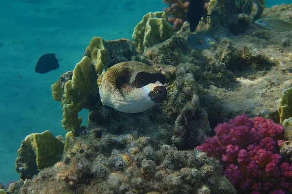 Puffer Mascherato Arothron Diadematus Fish Dal Mar Rosso — Foto Stock