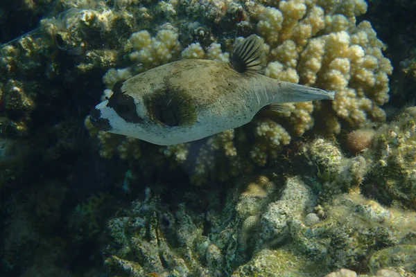 Den Maskerade Blåsan Arothron Diadematus Fisk Från Röda Havet — Stockfoto