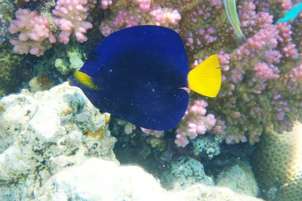 Yellowtail Tang Zebrasoma Xanthurum Fisch Aus Dem Roten Meer — Stockfoto