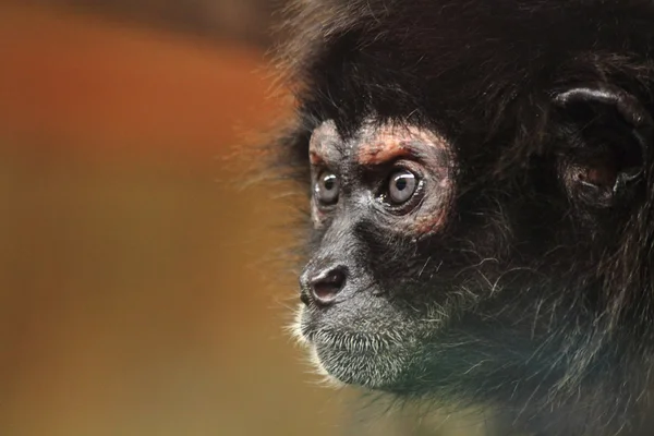 Detalhe da cabeça de macaco — Fotografia de Stock