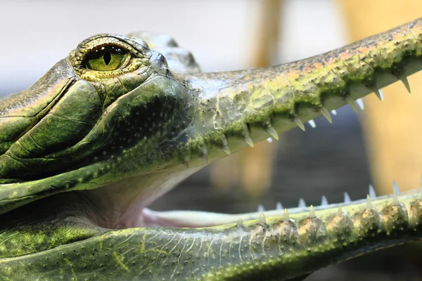 Мелкий крокодил, алигатор (гавиал ) — стоковое фото