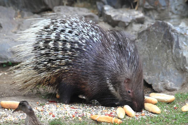Porcupine ζώο — Φωτογραφία Αρχείου