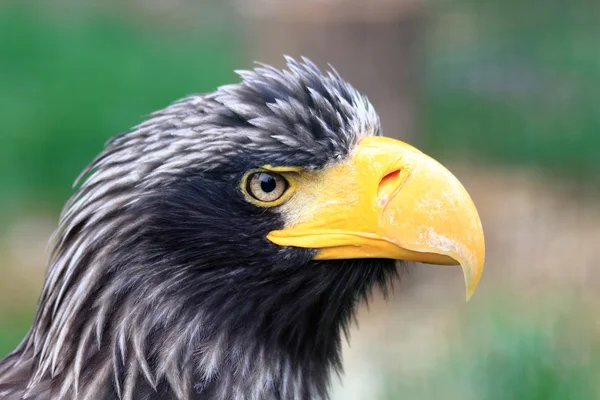 Head of big black eagle — Stock Photo, Image