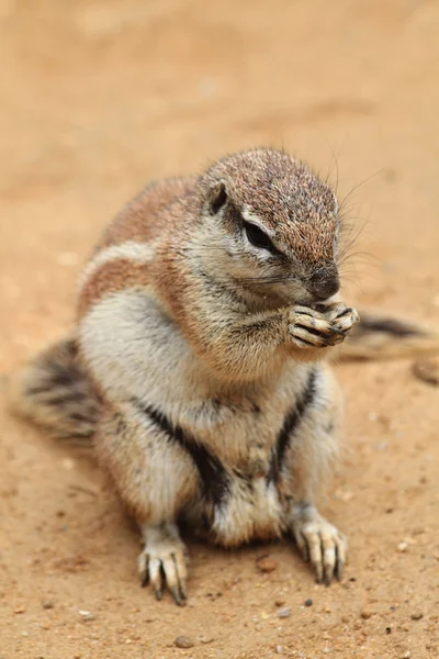 Exotic squirrel — Stock Photo, Image