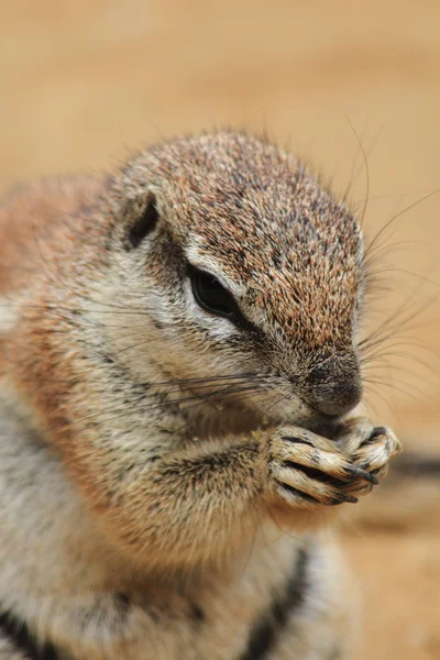 Exotic squirrel — Stock Photo, Image