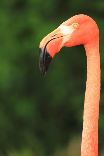 Flamingo head — Stock Photo, Image