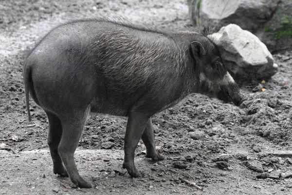 Small wild pig — Stock Photo, Image