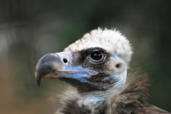 Vulture bird head — Stock Photo, Image