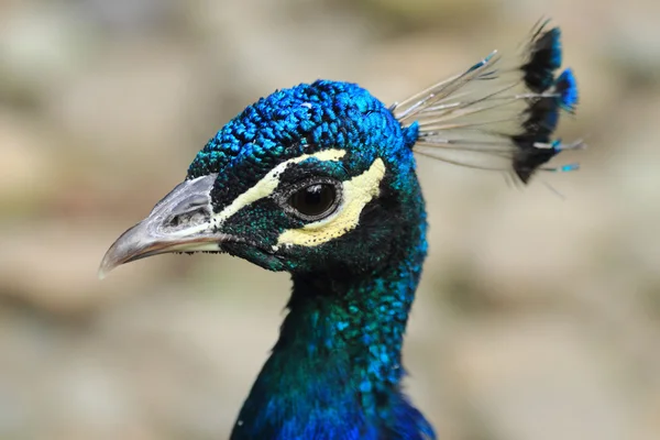 Chef för peacock — Stockfoto