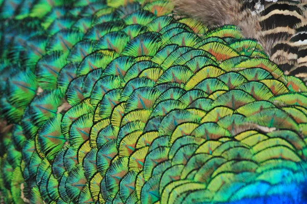 Peacock feather texture — Stock Photo, Image