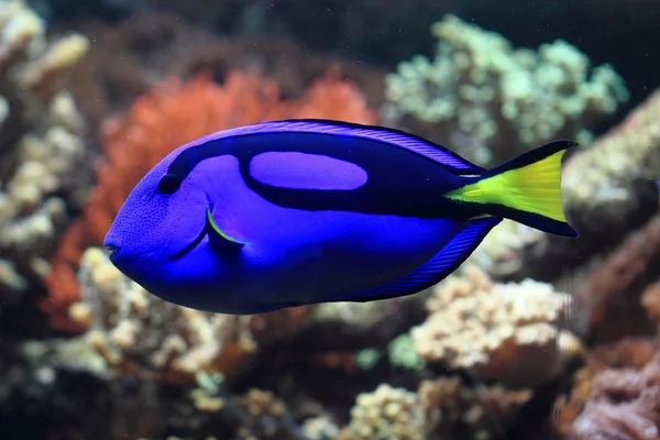 Blaue und gelbe exotische Fische — Stockfoto