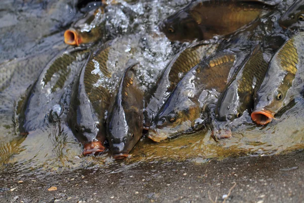 Pesci carpa affamati — Foto Stock