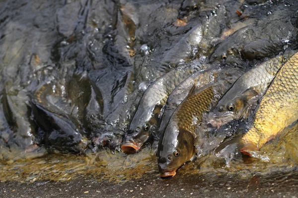 Pesci carpa affamati — Foto Stock
