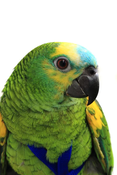 Head of green exotic bird — Stock Photo, Image