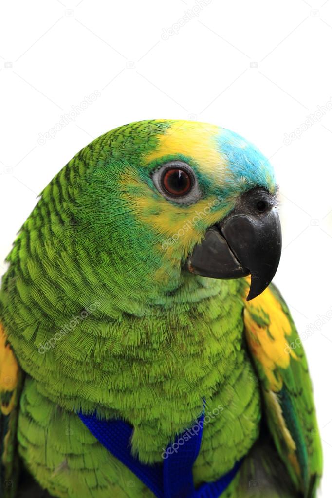 head of green exotic bird 