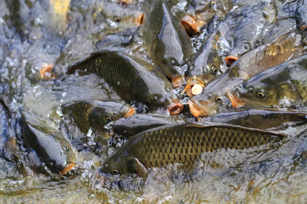 I pesci carpa hanno fame — Foto Stock