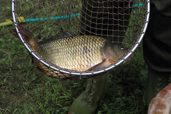 Traino di pesci carpa — Foto Stock