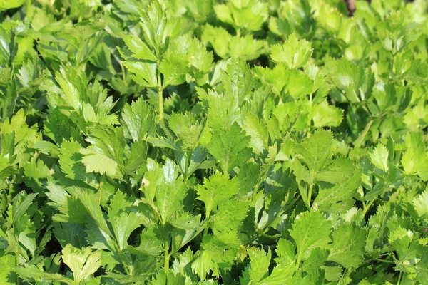 Fresh celery vegetable background — Stock Photo, Image