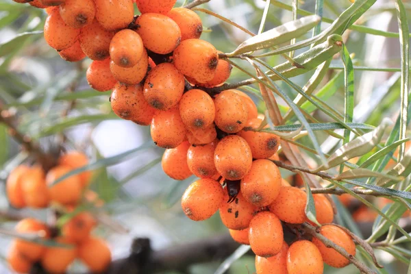 Frutos de espinheiro marinho — Fotografia de Stock