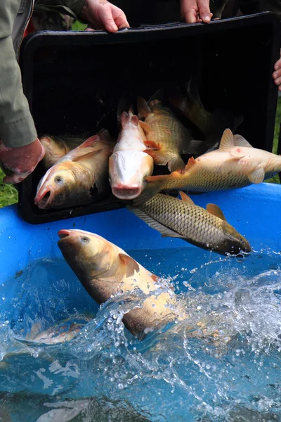 Haul of carp fishes — Stock Image Haul of carp fishes Royalty Free Stock Photos
