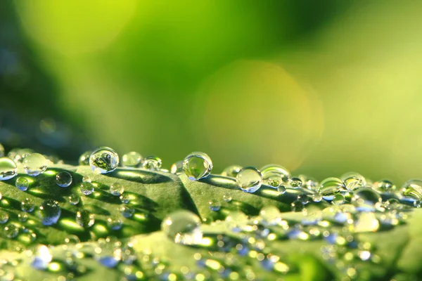 Water drops background — Stock Photo, Image