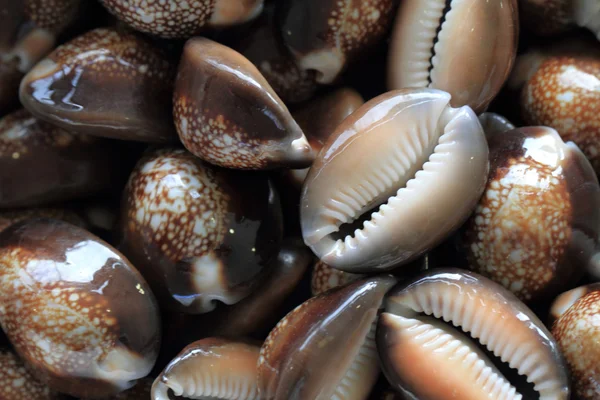 Conchas do mar fundo — Fotografia de Stock