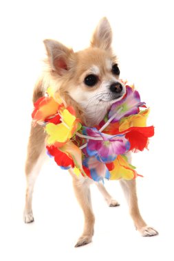 Chihuahua ve moda 