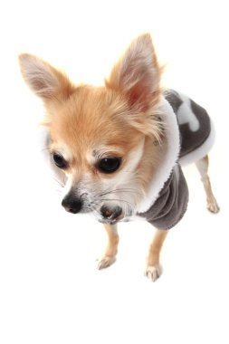 Chihuahua ve moda 