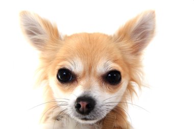Chihuahua 'nın başı. 