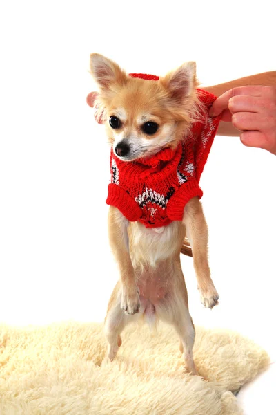 Chihuahua y la moda — Foto de Stock