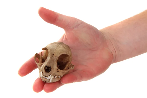 Cat skul in human hand — Stock Photo, Image