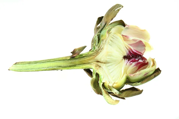 Old artichoke — Stock Photo, Image