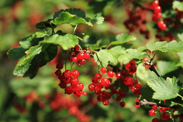 Red currant plant — Stock Photo, Image