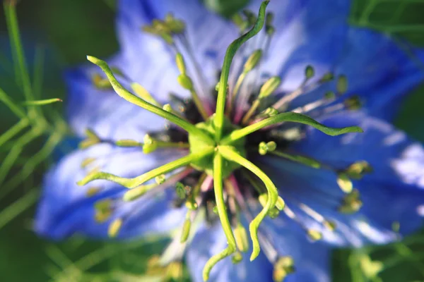 Detail der schönen blauen Blume — Stockfoto