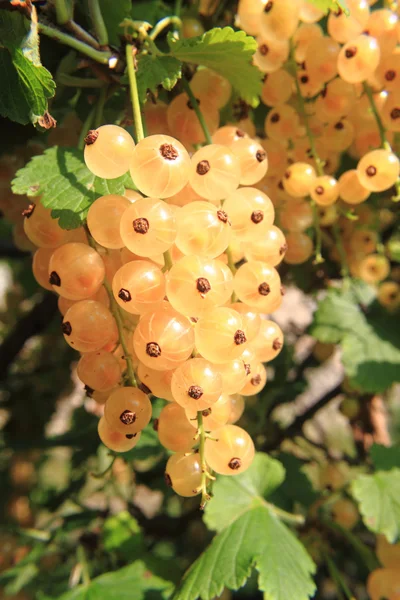 Witte bessen vruchten — Stockfoto