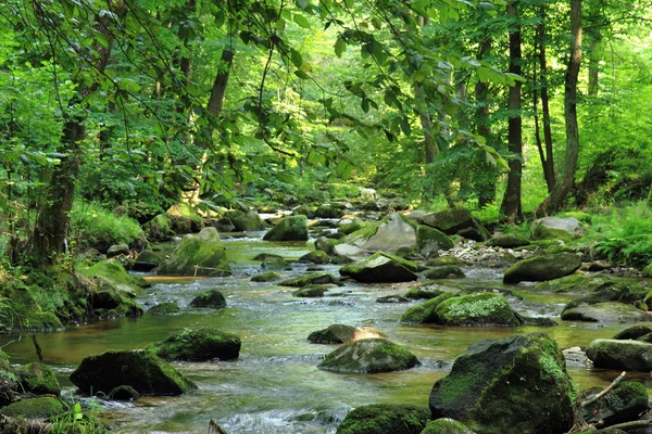 Petite rivière dans la forêt verte — Photo